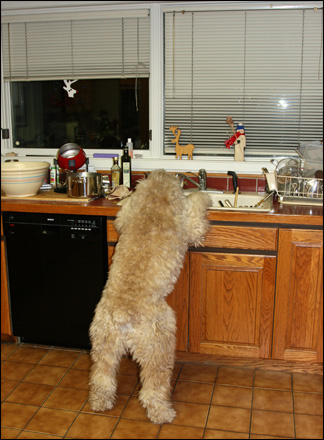 Tyge drinks the fondue water